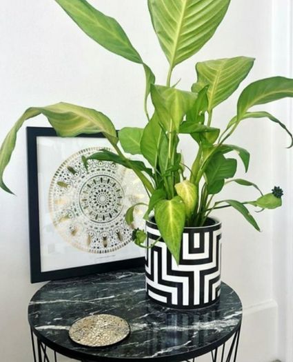 Plant Pot