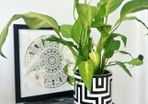 Plant Pot