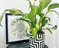 Plant Pot