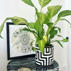 Plant Pot