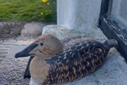Stunning and Rare Vintage Kilkenny Design Workshops Eider Duck Hand-Painted Ceramic Model by Oisin Kelly RHA (1915-1981), Excellent Condition