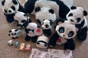 Panda bundle