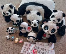 Panda bundle