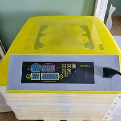 Egg Incubator