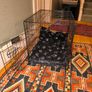 Medium Dog cage Image 3