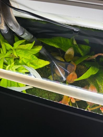 Fish Tank And stand with fish and plants