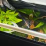 Fish Tank Plants Image 9