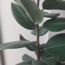 Healthy Mature Rubber Plant (Ficus Elastica) Image 6