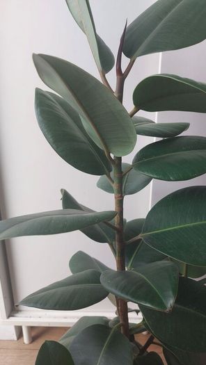 Healthy Mature Rubber Plant (Ficus Elastica)