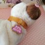 Pets Alive Pug Puppy Image 2