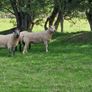 Ram Image 4