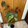 Mature Angel wing begonia Image 3