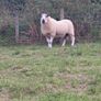 Brockie rams Image 10