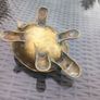 Brass turtle with lid, trinket or jewellery box, D18 post 7e Image 4