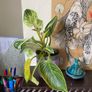 plant Image 2
