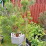 4Pine trees Image 2