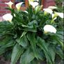 Calla lily white Image 8