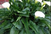 Calla Lily perennial