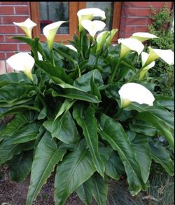 Calla Lily perennial