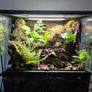 Complete Bio Active Terrarium Image 4