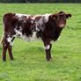 Heifer Image 5