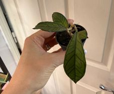 Rare houseplant Hoya Gunung Gading