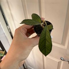 Rare houseplant Hoya Gunung Gading