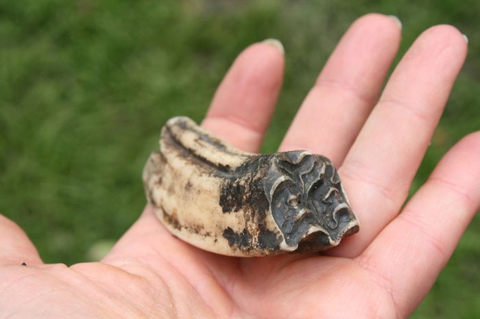 Fossil  Tooth