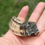 Fossil  Tooth Image 2