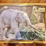 Framed animal prints (Dublin Zoo) Image 5