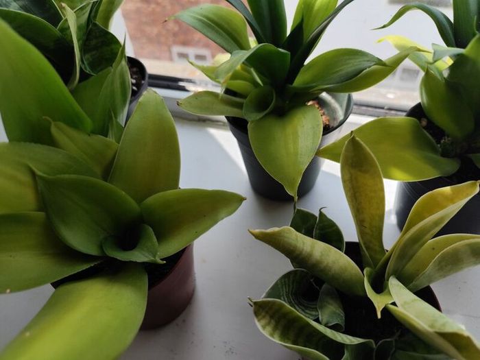 5 Snake Plants