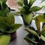 5 Snake Plants Image 3