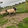Ram lambs Image 2