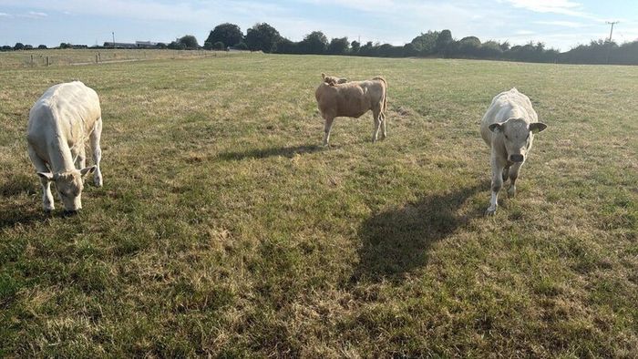 Charolais weanlings