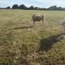 Charolais weanlings Image 5