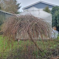 Willow tree