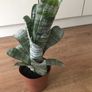 Aechmea fasciata Image 2