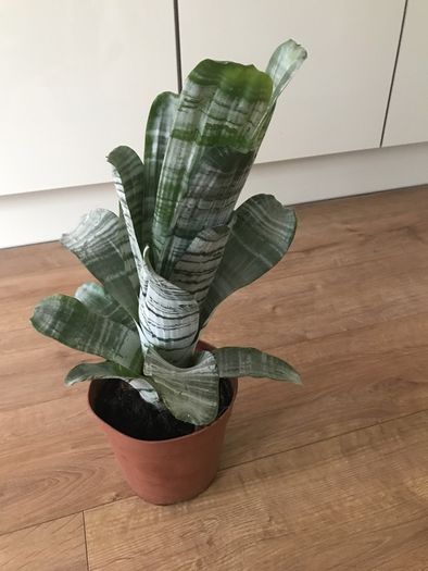 Aechmea fasciata