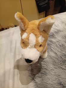 Betty the Corgi Jellycat