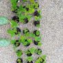 Strawberry plants and raspberry plants for sale Image 2