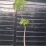 Horse chestnut trees Image 3