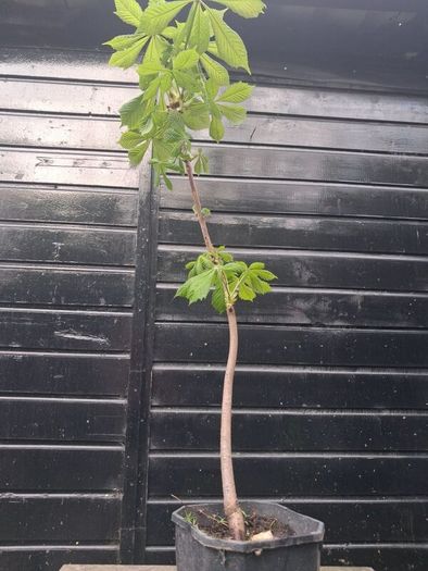 Horse chestnut trees