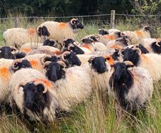 Ewe hoggets