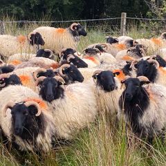 Ewe hoggets