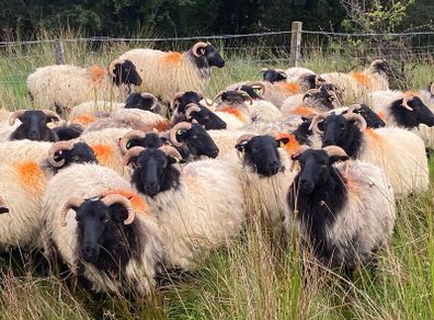 Ewe hoggets