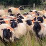 Ewe hoggets Image 4