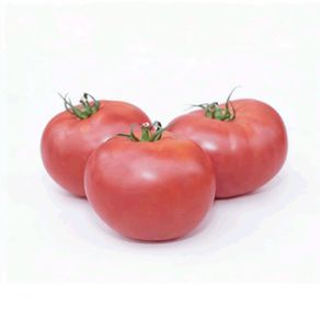 (T) Tomatoe Lillagro seeds 0.2g Indeterminant (111138)