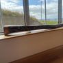 Hardwood Didgeridoo | Hand-Painted Goanna Artwork | Excellent Condition Image 3