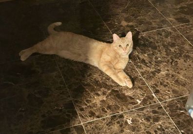 cat