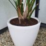 Ficus Lyrata planters x 2 Image 8